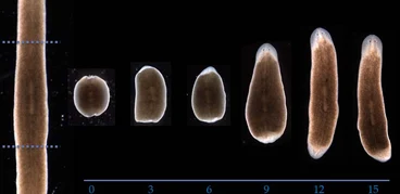planaria semilab