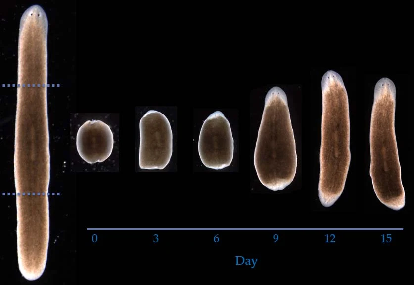 planaria semilab